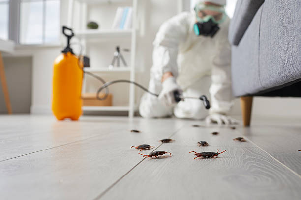 Commercial Rodent Management in Tipton
